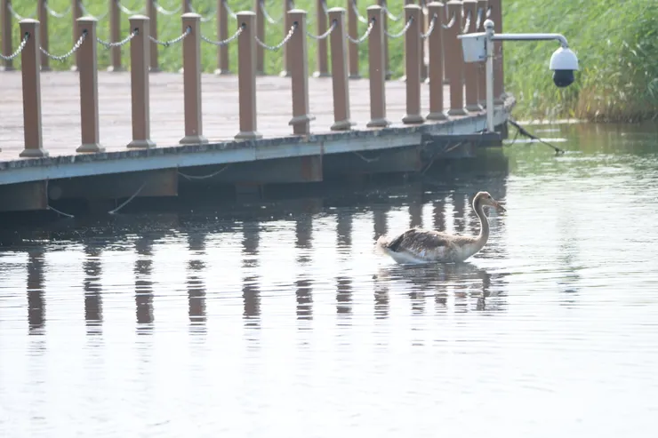 起初以爲是大鴨子在水上游，後來看到是丹頂鶴幼鳥