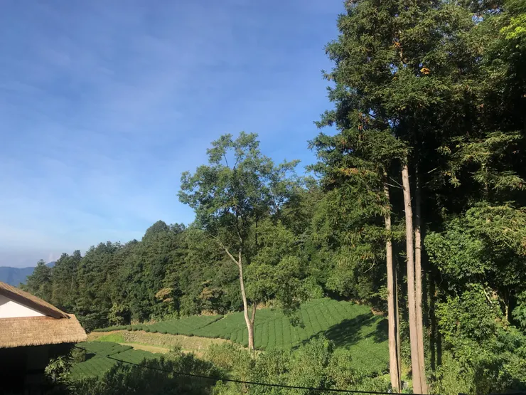 青翠的茶園