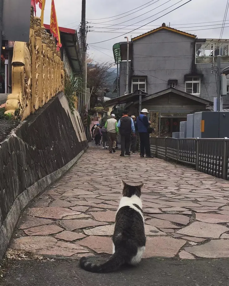 南庄的小貓，能急驚風嗎？