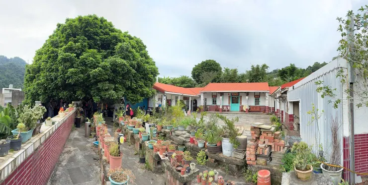 ▲馬偕傳教拔牙的龍眼樹，目前仍成長、茁壯著!(攝影 : 許明正)