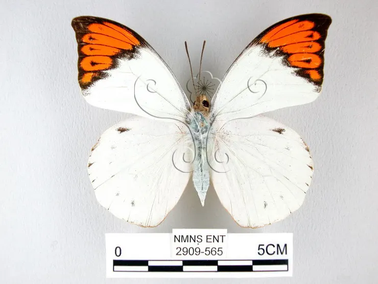 端紅蝶，資料來源：國立自然科學博物館