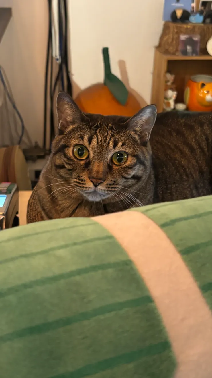 鶴屋咖啡 Zuruya Cafe｜不摸我嗎?