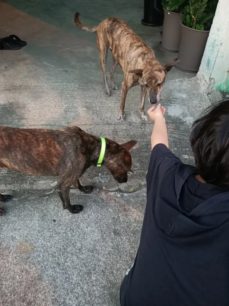 原來...等吃龍眼,妹妹在剝龍眼肉給牠們吃,沒有吃很多!