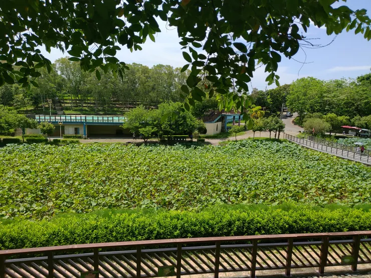 一大片蓮田,不過這一片還沒開花