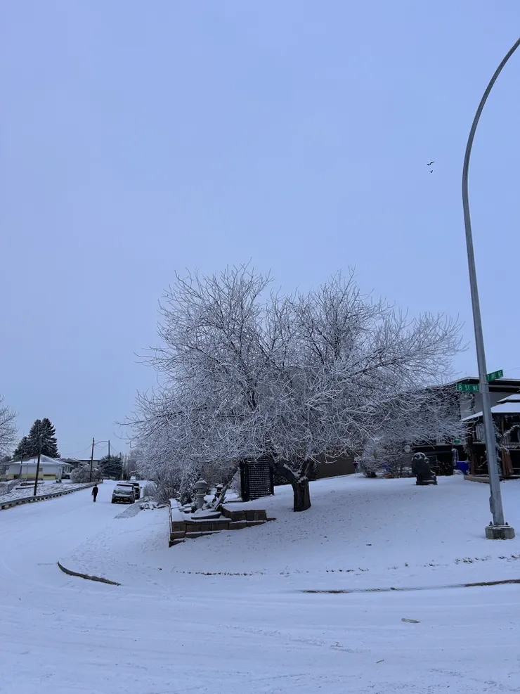 卡加利(2025年2月)
