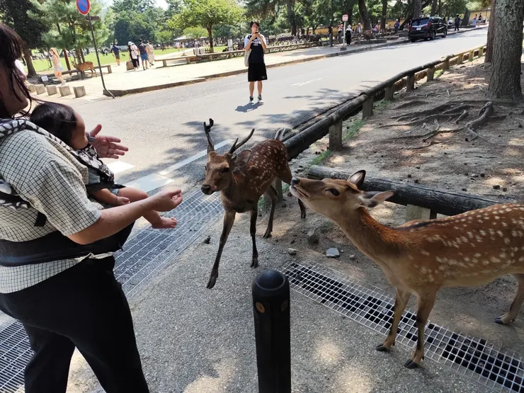 在準備要餵鹿時刻珍豬突然害怕起來😂