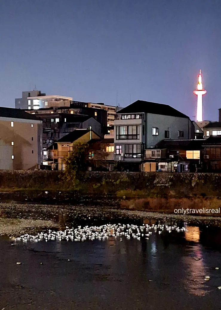 走回前飯店的路上，遇到的鴨川之鴨子大會 🤣