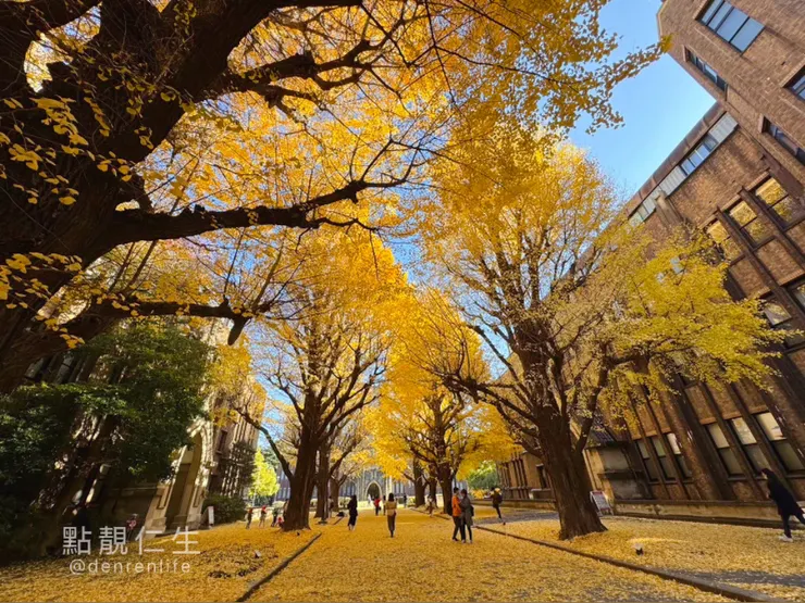 日本🇯🇵東京｜東京大學 銀杏2訪
