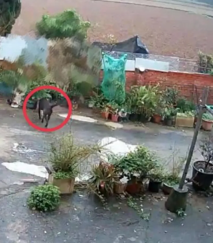 準備爬牆的黑糖