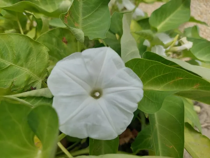 空心菜與菟絲一樣同屬旋花科植物