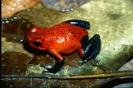 草莓箭毒蛙(Oophaga pumilio)紅色個體。圖/ 2006 Dr. Peter Janzen