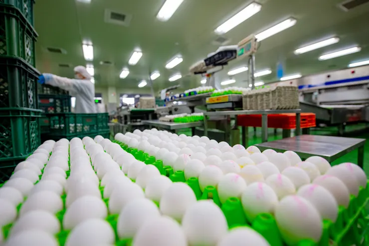 圖說：勤億蛋品科技首推非籠飼的白蛋，以支持白羽雞也有自由展翅的權利。（資料來源：勤億蛋品科技）