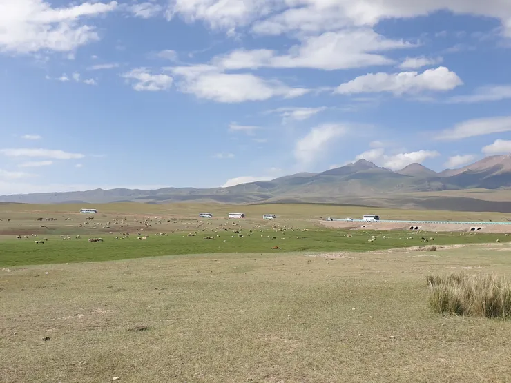 遠方白色的遊覽車是景區的接駁專車，草原上有成群的牛羊，六月的草原還是一整片枯黃