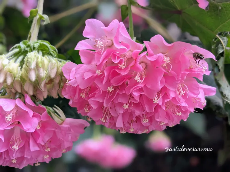 販售區外的非洲芙蓉樹,澎澎裙般的花正綻放著