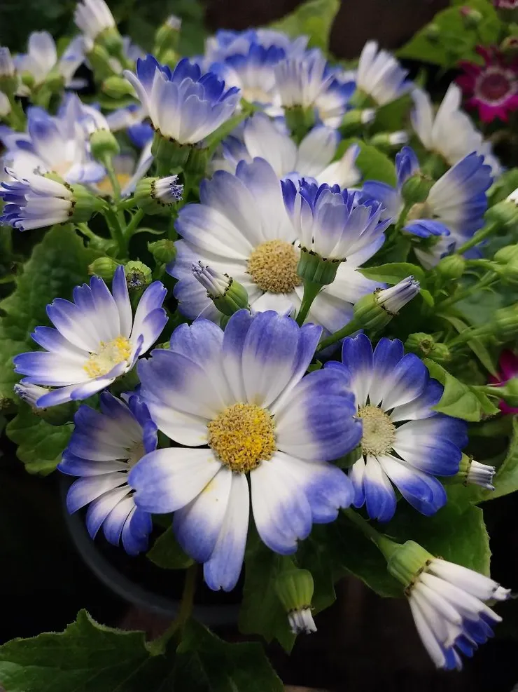 瓜葉菊Pericallis hybrida