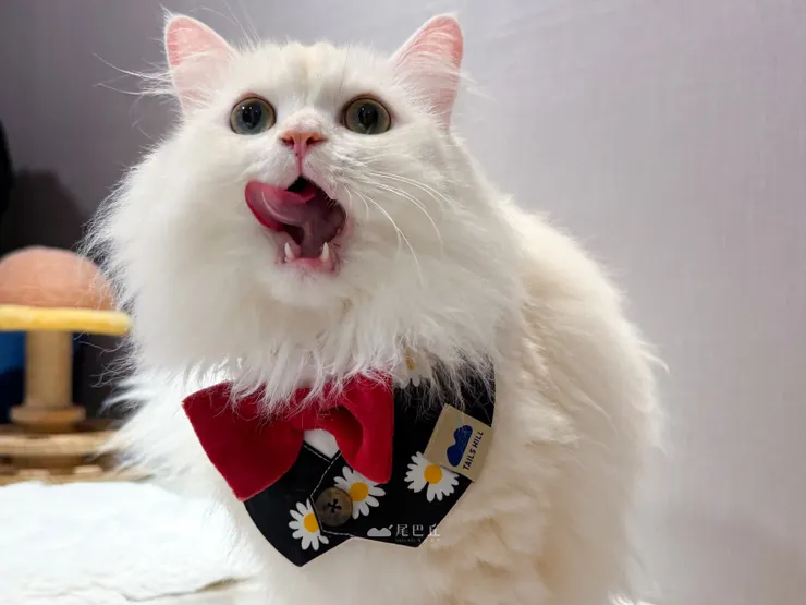 圖說：戴上尾巴丘推出的新款「GD小雛菊聖誕領巾」，毛孩一舉一動都像在拍雜誌封面，直接成為聖誕派對焦點。（資料來源：尾巴丘毛孩選物）