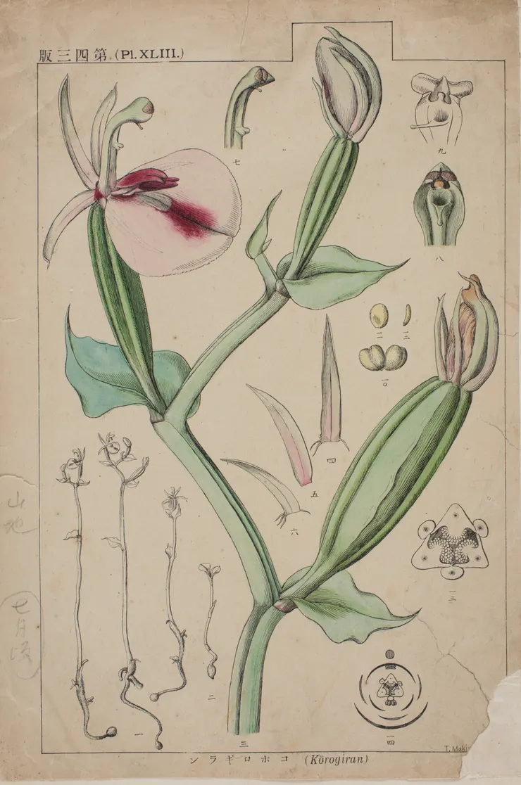 牧野富太郎筆下的指柱蘭。圖片取自期刊