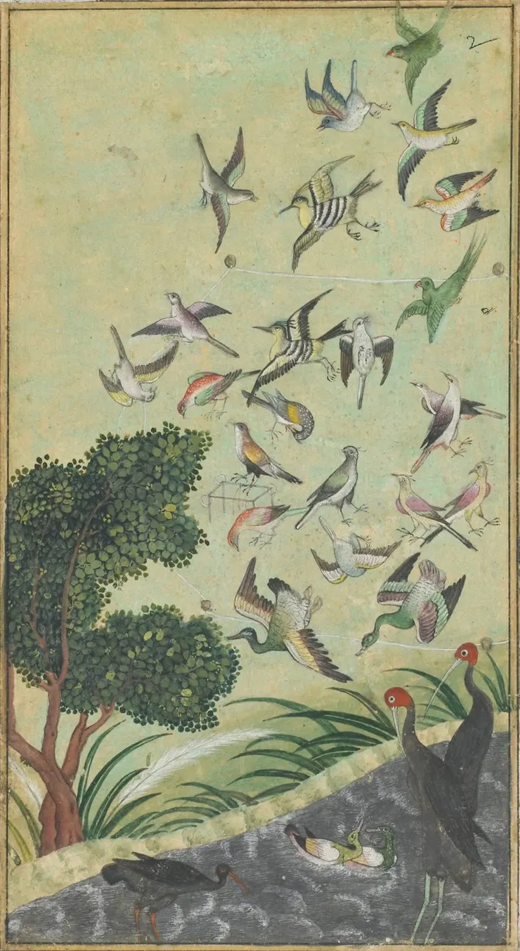巴蘭的鳥，可能出自《巴布爾回憶錄》，16世紀(蒙兀兒王朝)。