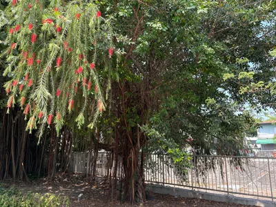 紅瓶刷子樹開花