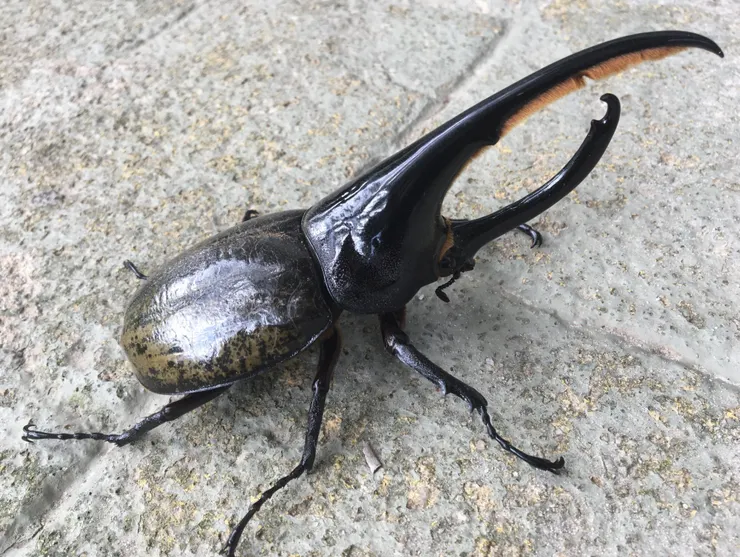 © Geovane Siqueira 的觀察紀錄