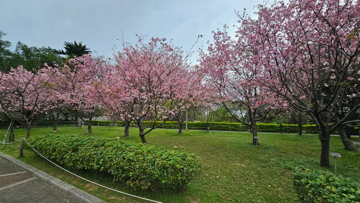 國立中央大學的櫻花群!