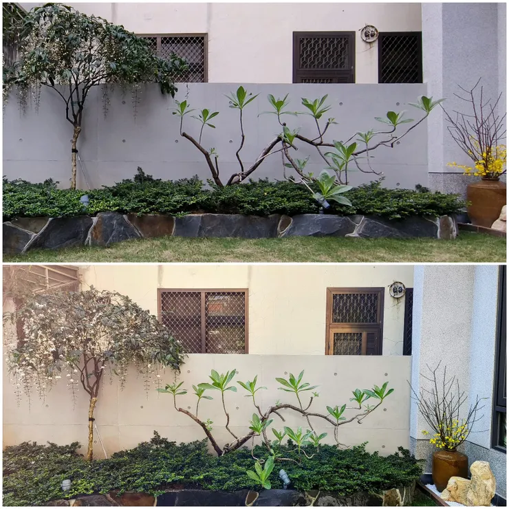 【院牆邊的垂茉莉只花開過半絲許 角落陶甕裡桃枝猶未見綻放心意 它們忍著精彩等年過才盛裝迎春 上班出門記得多看一眼打明天起。上圖年初五、下圖元宵節。】