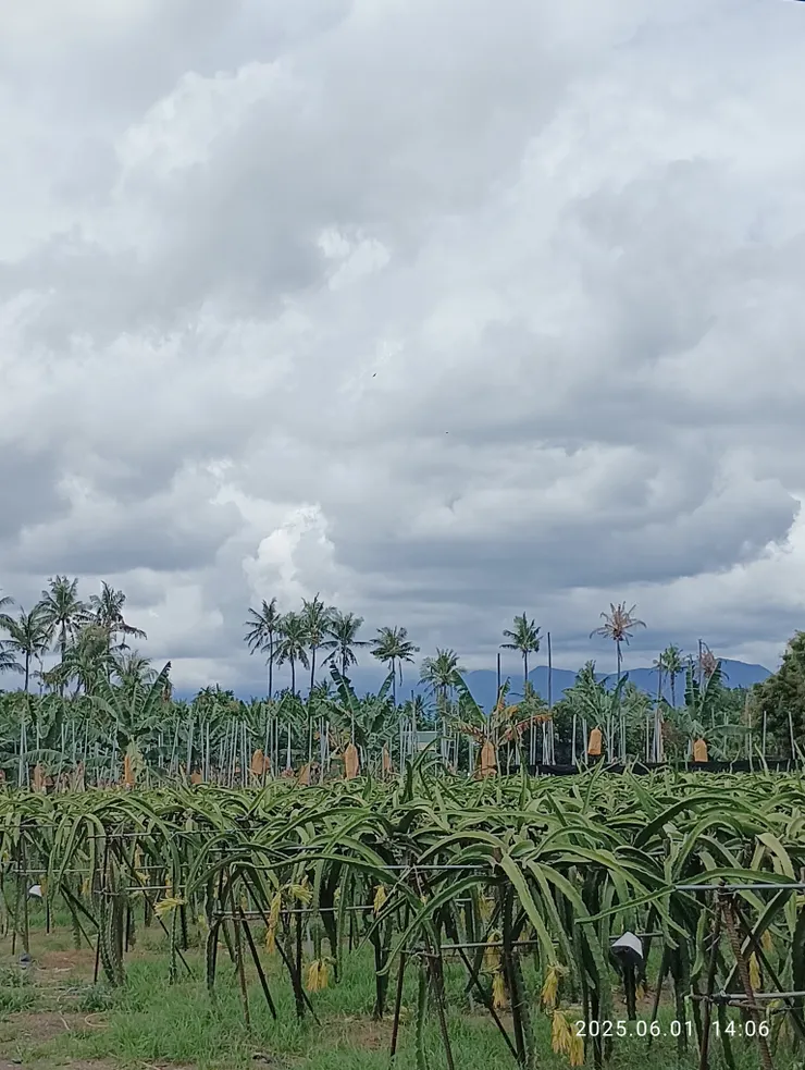 紅龍果園，自拍攝
