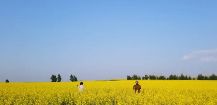 兩老在花海中，拍得好像某齣愛情電影的海報