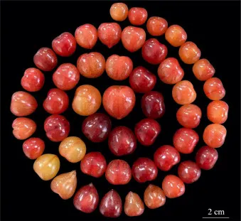 中國櫻桃的果實多樣性。