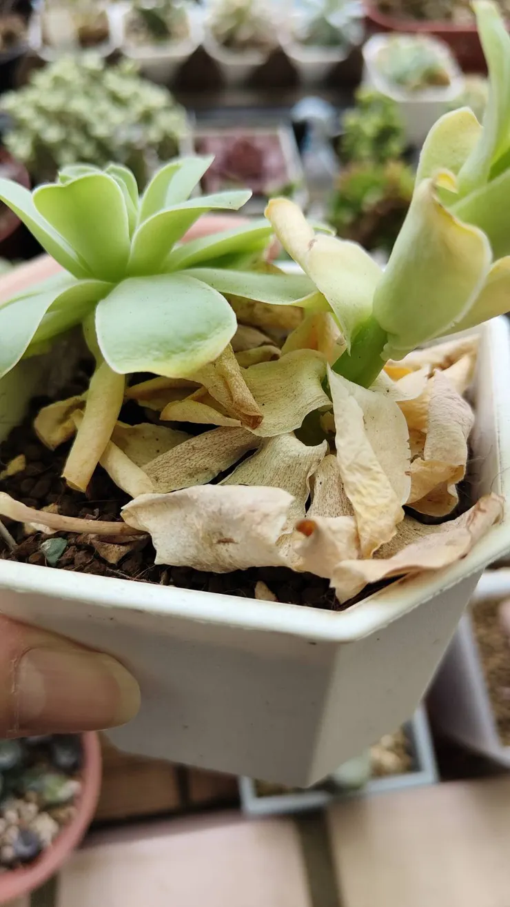 開花過後，植株就會分解死亡了