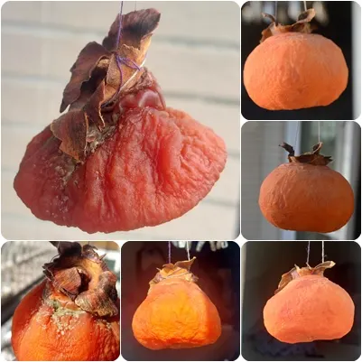 以吊掛的方式、夜晚凍露製作的柿餅，第八天就發霉了。