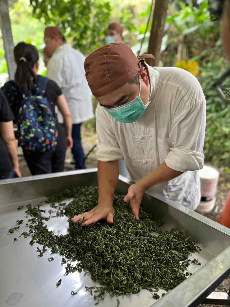 台灣新北市三峽區茶農，自1949年後，接受江南茶人指導，也學會了碧螺春茶的炒製方法，並加入台灣本地的改良。成為了台灣三峽碧螺春茶。