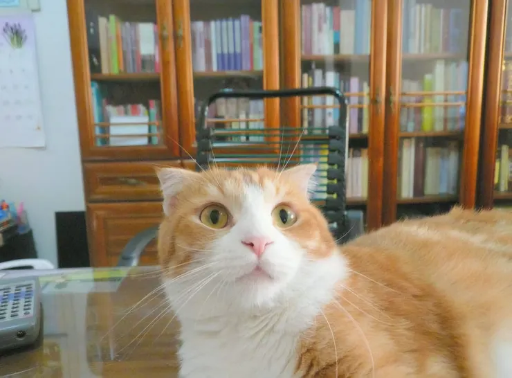 已故寵貓黃小咪(李建崑攝影)