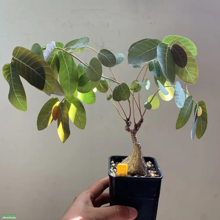 奇異油柑(Phyllanthus mirabilis)