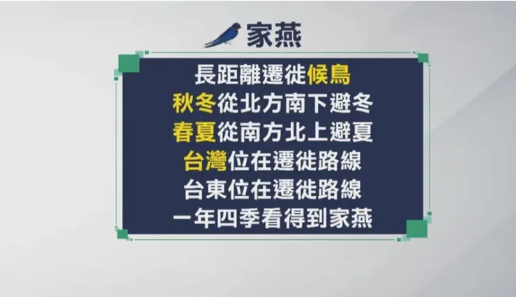 出處:「候鳥」家燕遷徙路線必經台東 天空密密麻麻成奇景、「糞便彈襲」居民無奈
