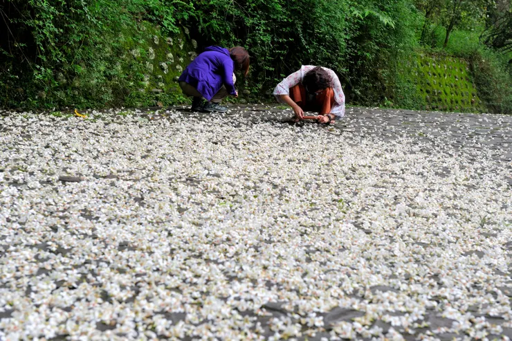 【滿舖樹冠或地表都是美麗風景，晚春清早綠光中流連桐花小徑。幸福綠光的早晨！】