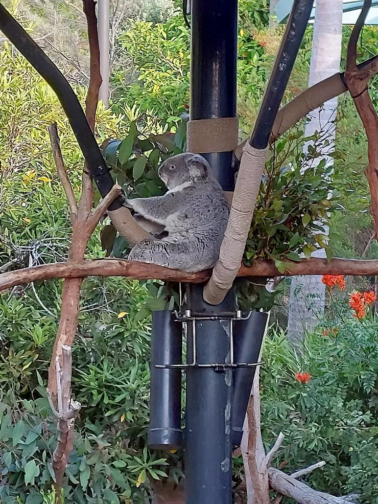 園區內約有近二十隻，公母各半的無尾熊