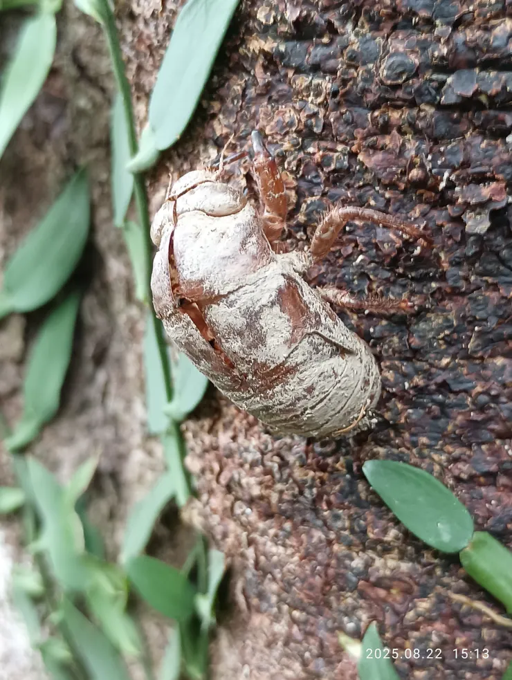 可堪蟬蛻未曾遊