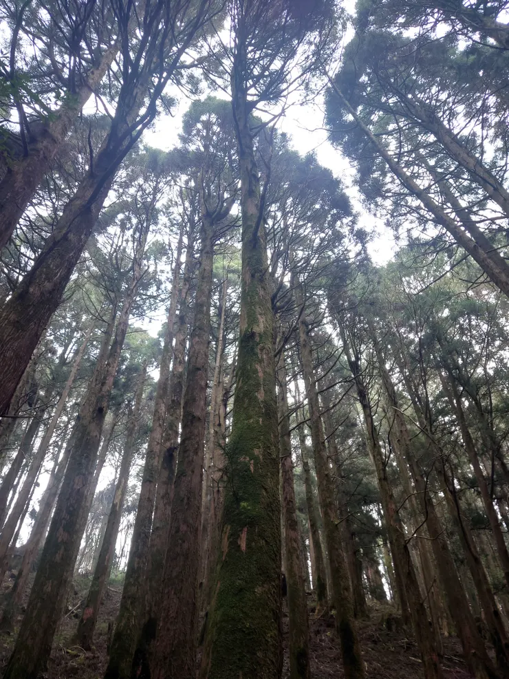 我想起我剛入坑登山聽過一位前輩和我說日本人會砍伐柳杉林作為電線杆，對比解說牌的紀載看來不是隨口說說，剛好這趟隨行有一位就讀森林系畢業的團員，和我聊到台灣國內的伐木產業，已經有小規模的伐木業務，在苗栗的虎山，關鍵字搜尋"虎山林業"