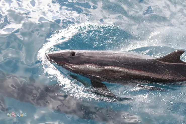 多羅滿賞鯨_文化幣