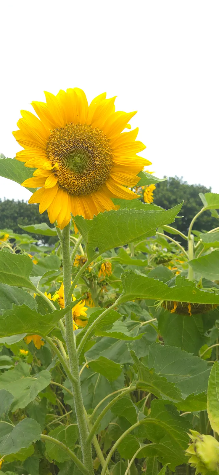 走進「新北大都會公園」的活畫布，跨過堤防，我們來到了真實的自然劇場。這裡沒有圍牆，只有隨風搖曳的花海與廣闊的藍天。走進公園，映入眼簾的是層次分明的花毯，每一種花都在訴說自己的故事：金色驕陽（向日葵）：那一朵碩大的向日葵，像是在田野中站崗的哨兵，永遠追逐著光的方向，給人滿滿的正能量。