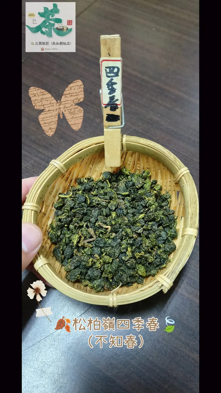 松柏嶺🐌台灣四季春(早春茶)