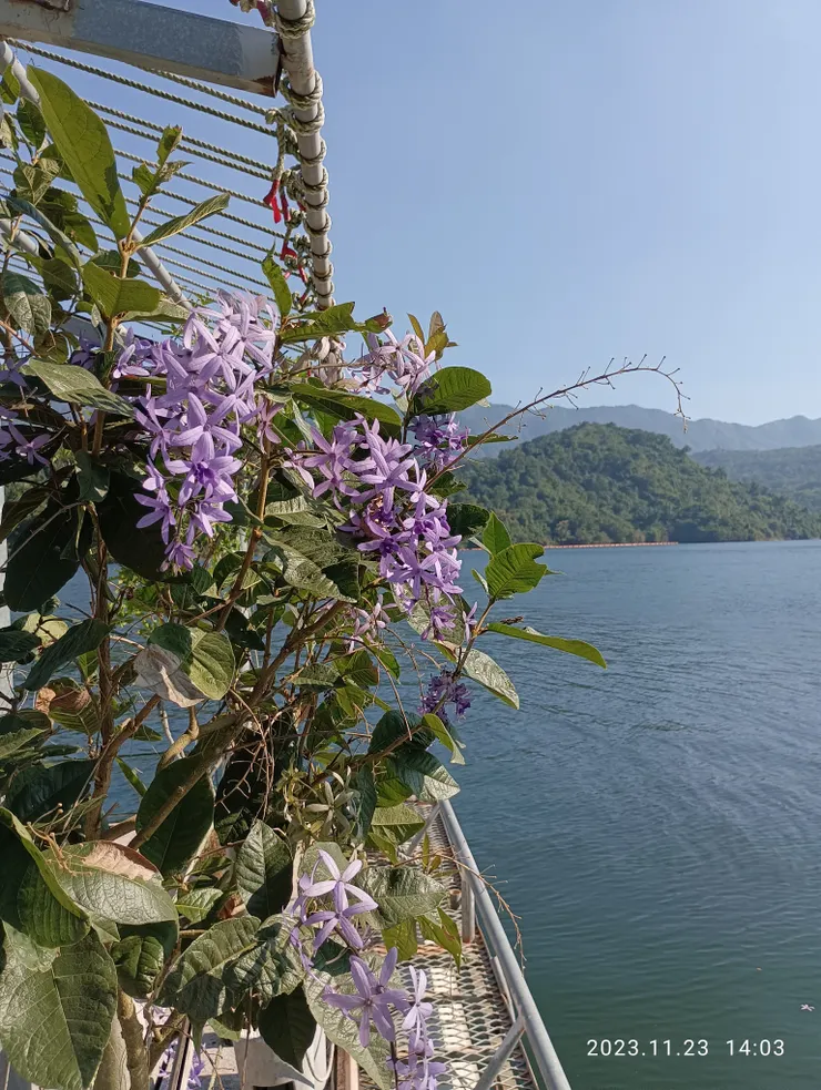 曾文水庫的錫葉藤，人喜稱“許願藤”,照片均自拍