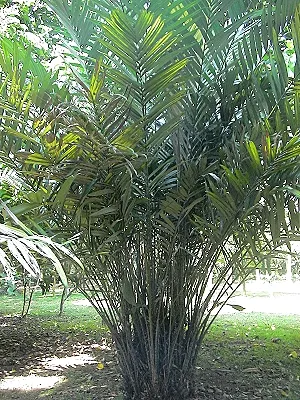 src
