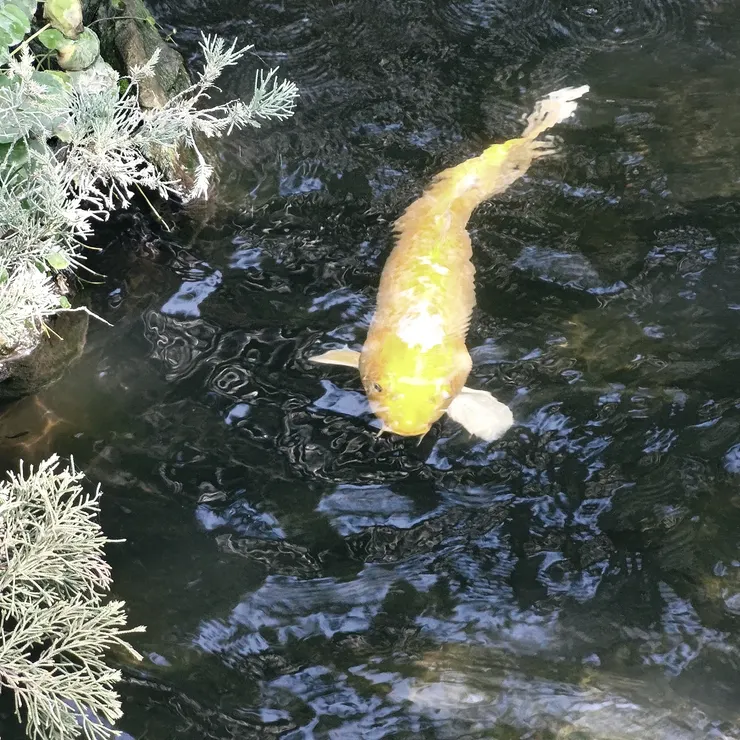 看到這隻金色錦鯉的格友們,個個家中旺風水、聚財!