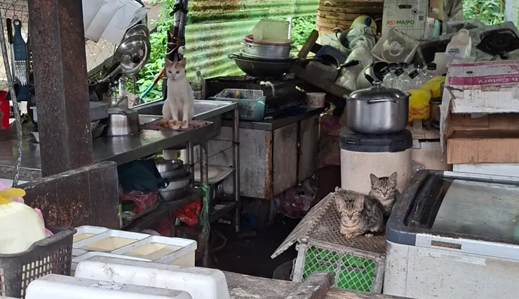 茶博館旁的攤位看起來已經廢棄了,變成三隻貓咪的家。
