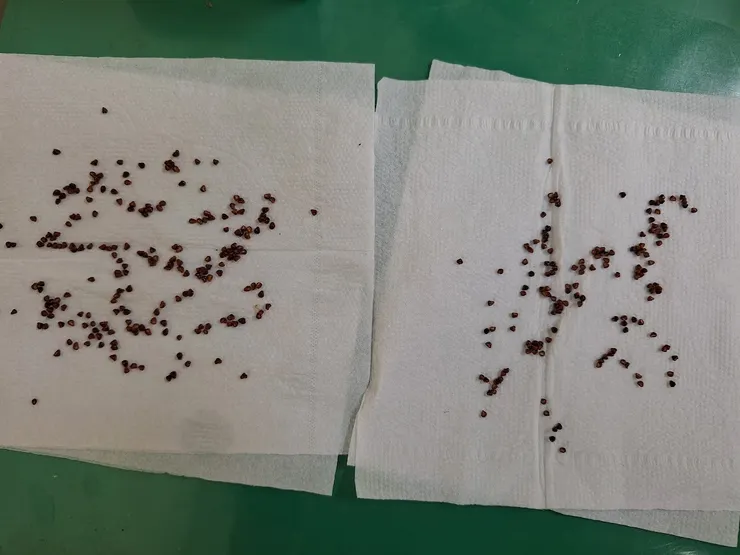 2024年5月5日拍攝。