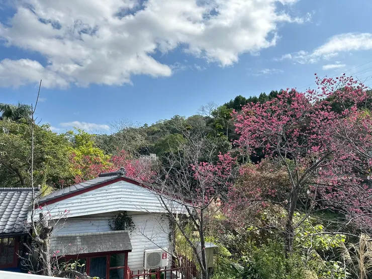 櫻花搭配小木屋，有種到日本的感覺