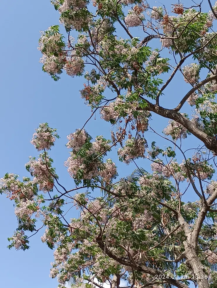 苦楝紫花香滿枝
