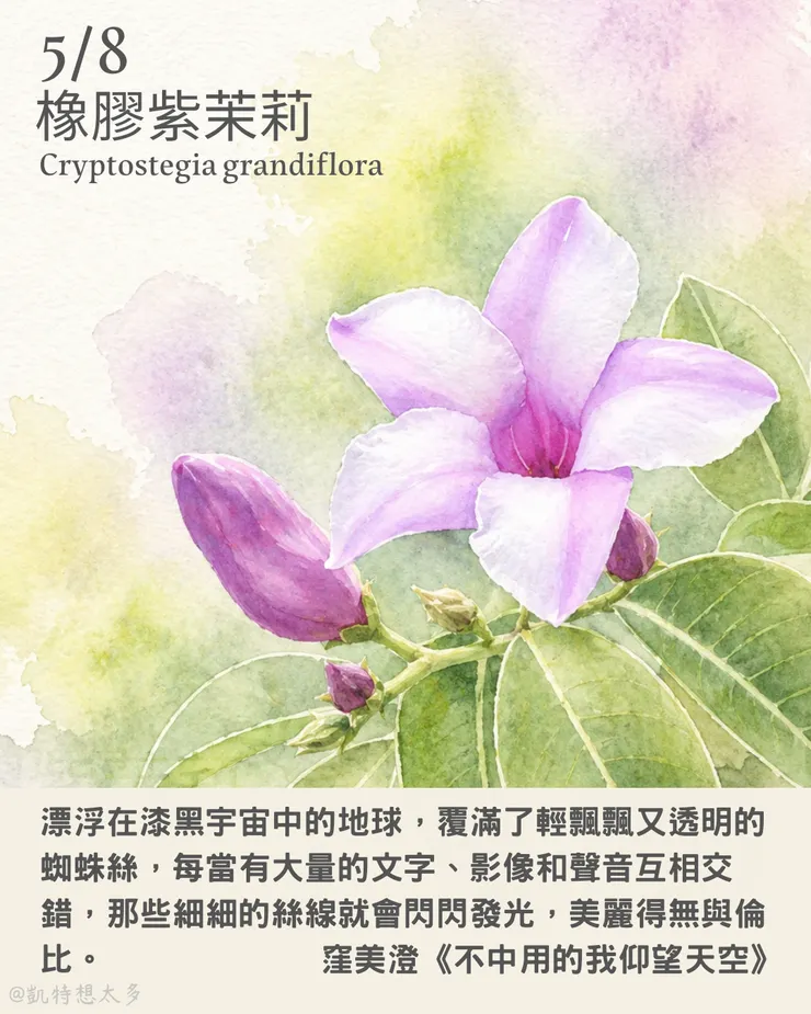 橡膠紫茉莉×窪美澄《不中用的我仰望天空》